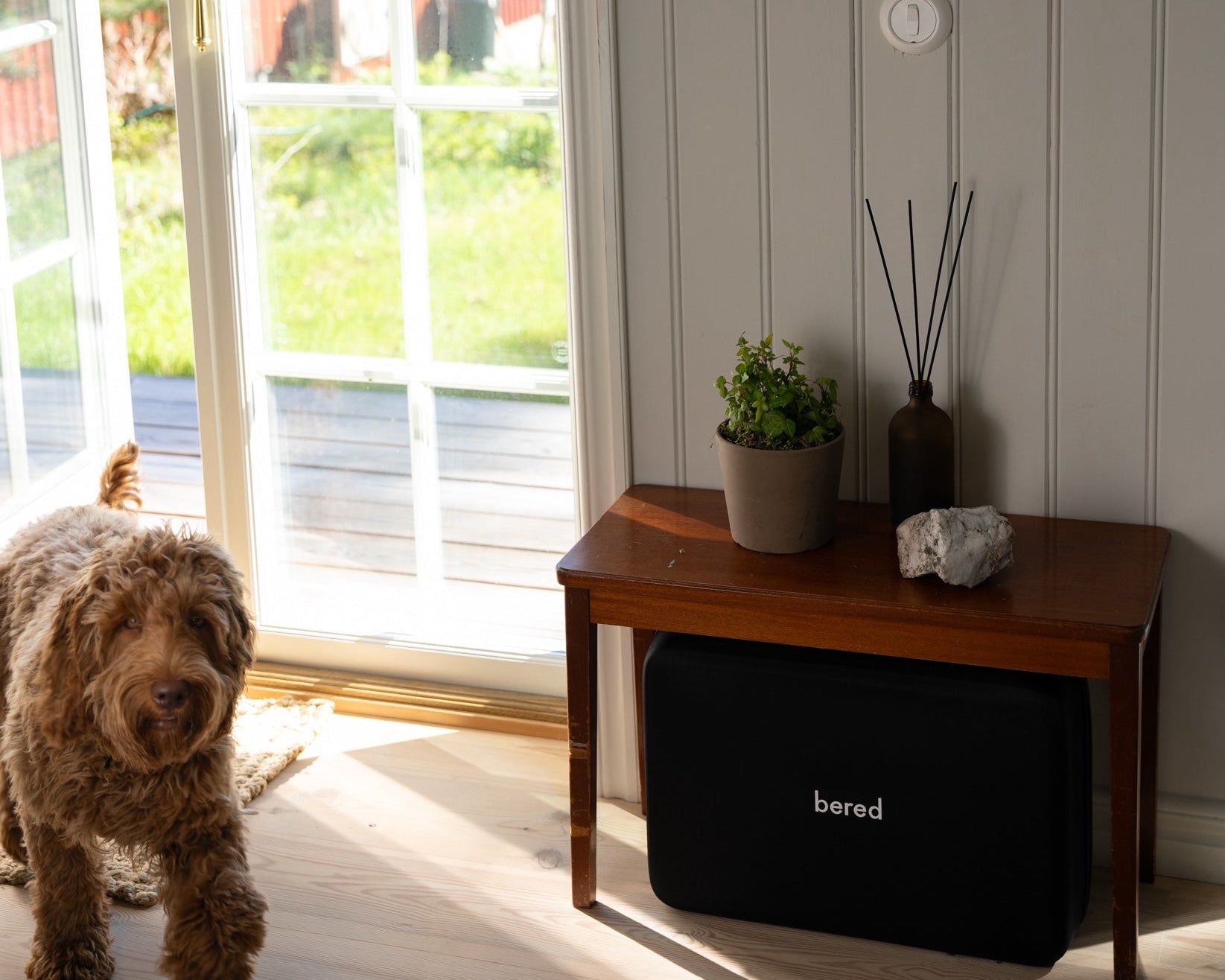 Att skapa en krisberedskapsplan för ditt husdjur: En steg-för-steg-guide