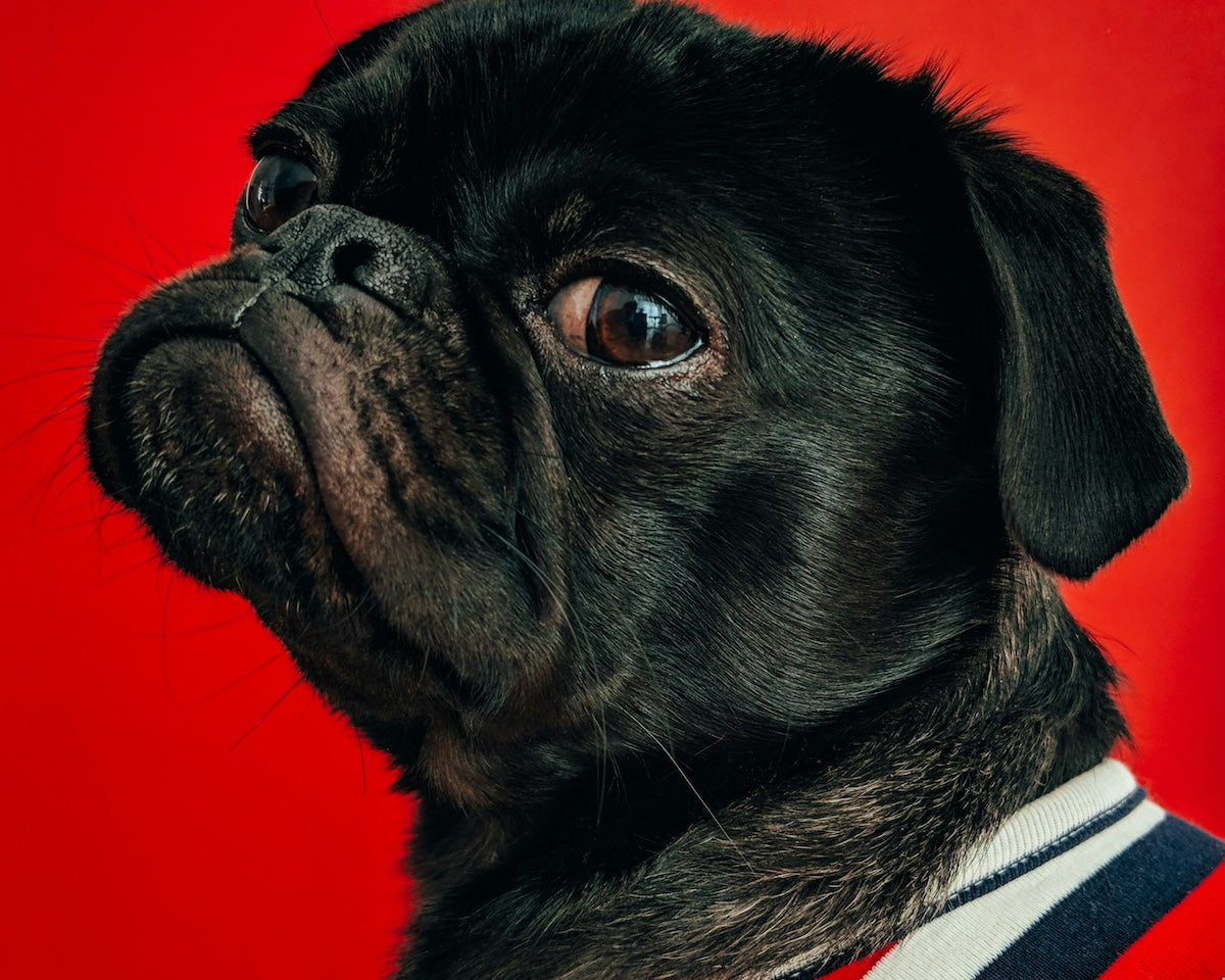 Husdjur i kris – Komplett guide för krisberedskap