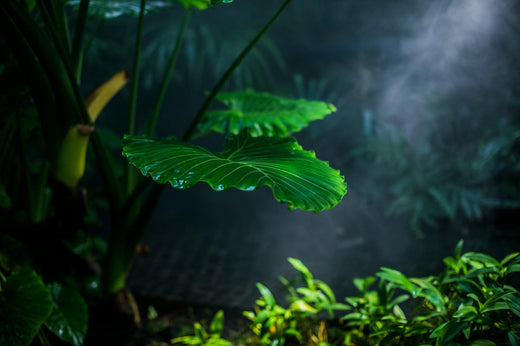 Hydroponiska odlingssystem – Komplett guide för inomhusodling