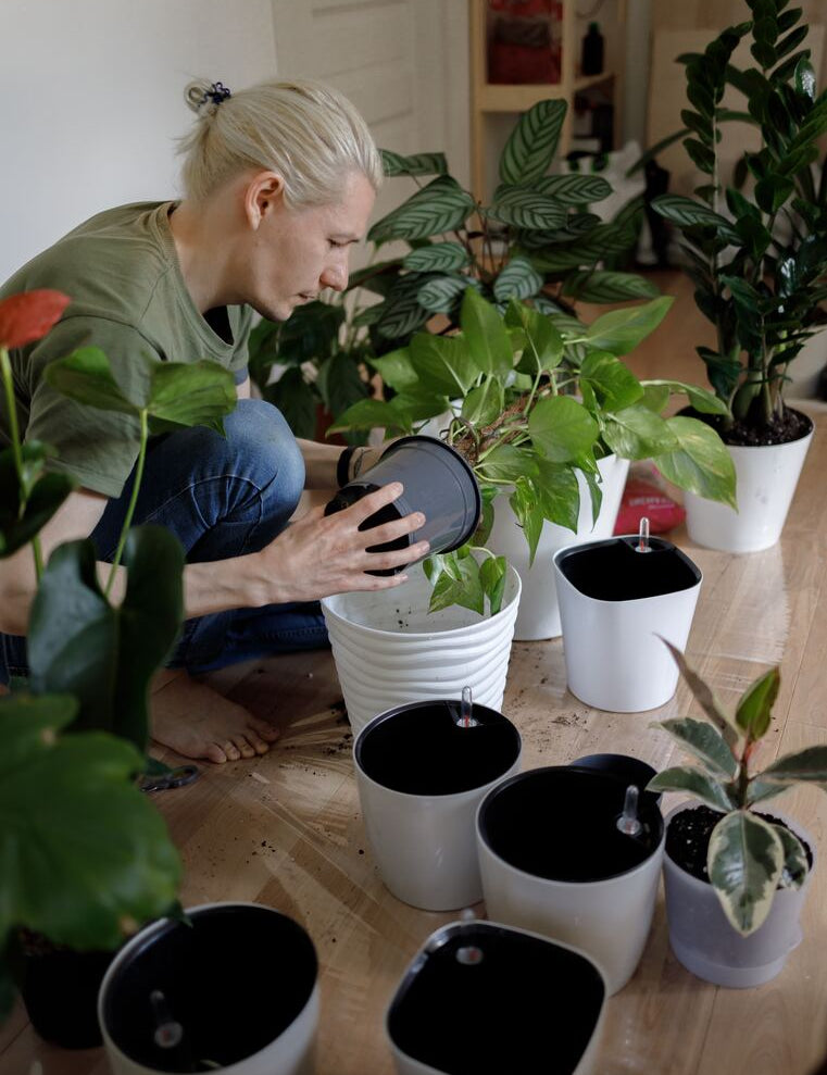 Prepping och odling: 10 grönsaker att odla inomhus