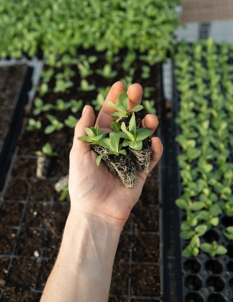 Odla grönsaker inomhus: Odling för krisberedskap