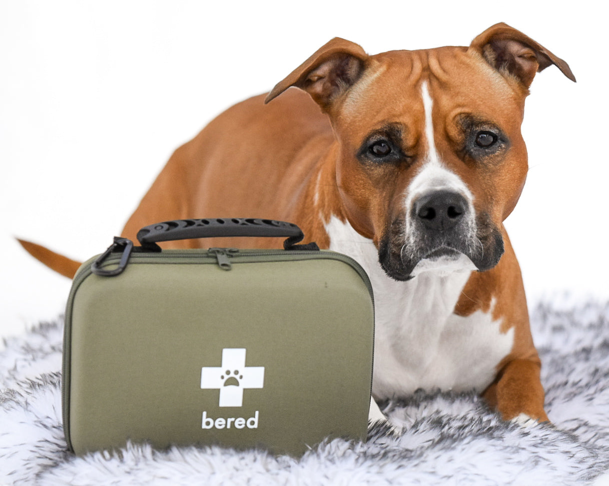 En ljusbrun och vit hund sitter bakom ett grönt första hjälpen-kit med texten "bered" och ett vitt tasskors.